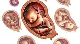 Timeline: Baby Development timeline
