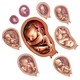 Baby development stages