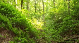 Timeline: Ecological Succession