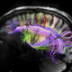 Rainbow brain map science aaas
