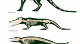 Timeline: Whale Evolution