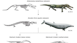 Timeline: Walking Whale: Whale Evolution