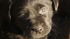 Timeline: Anu portfoolio