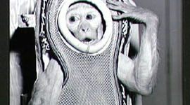 Timeline: Animals in Space