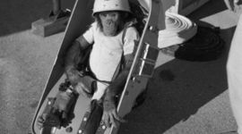 Timeline: animals in space