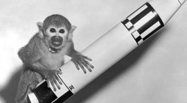 Timeline: Animals in Space