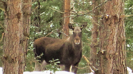 Timeline: Elgpåkjørsler Hedmark
