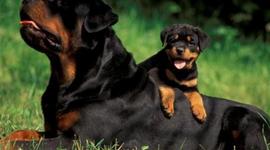 Timeline: Joseph and Dalton