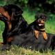 Rottweiler 269