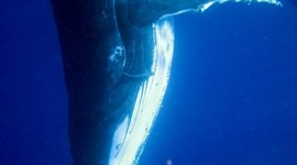 Timeline: Whale Song