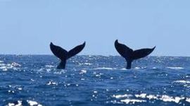 Timeline: My Journey by Ted the Humpback Whale