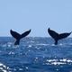 Whale