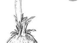 Timeline: The Day of the Triffids