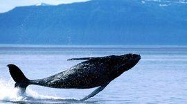 Timeline: Dextra's Amazing Life