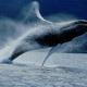 Whale picture breaching 1
