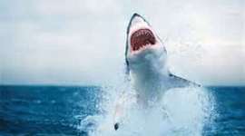 Timeline: Sharks in the Late 19th and Early 20th Centuries