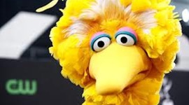 Timeline: The Big Week: Life of Birds; final bird count 18