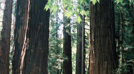 Timeline: Abby's Timeline