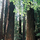 Redwoods lrg