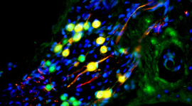 Timeline: Development of the Cell Theory