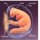 Pregnancy your babys growth and development months 1 to 3   end of first month