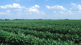 Timeline: It Starts with a Seed