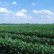 Soybean beauty shot 3