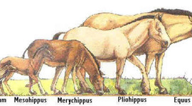Timeline: Evolution Discoveries Timeline