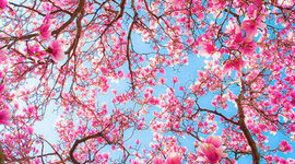 Timeline: Schweizer Geschichte