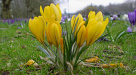 Timeline: Krokusy