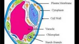 Timeline: Cell Theory and Diccovery of the Microscope
