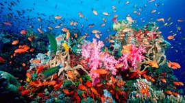 Timeline: Diving History