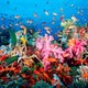 Coral reef near fiji 007