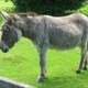 Donkey
