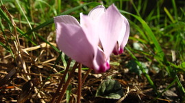 Timeline: Test Timeline