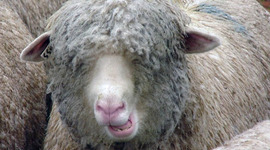 Timeline: Sheep Raising