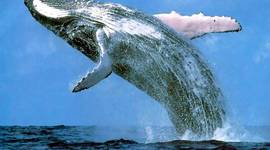 Timeline: Whale Timeline -- -- -- P.1 Dale