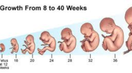 Timeline: Fetal Development Timeline