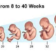 Fetal development
