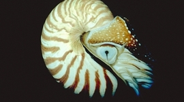 Timeline: The Mollusk