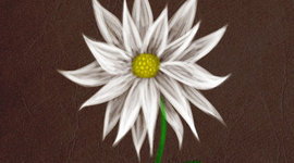 Timeline: John Green