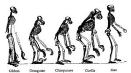 Timeline: Human Evolution