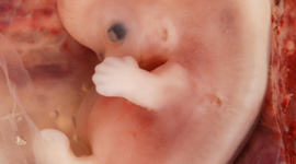 Timeline: Fetal Development Timeline