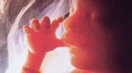 Timeline: Fetal Development Timeline