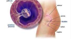 Timeline: Fetal Development Timeline