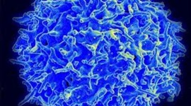 Timeline: Cell theory