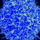 Cell theory