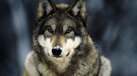 Timeline: Yellowstone national park