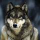 Grey wolf snow joel sartore1