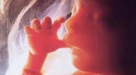 Timeline: Fetal Development  Timeline